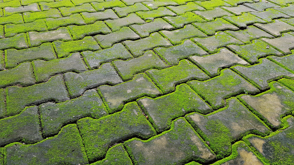 Algae Removers