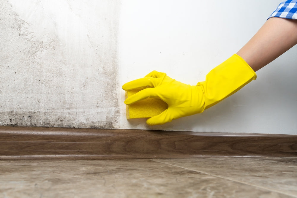 Cleaning the wall of black mould